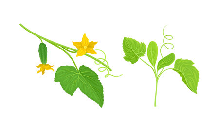 Cucumber plant with green stem, leaves, flowers and small vegetables vector illustrationのイラスト素材