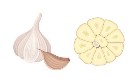 Garlic set. Whole and sliced cloves. Natural organic vegetable, spicy condiment vector illustrationのイラスト素材