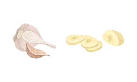 Garlic set. Whole and peeled cloves. Natural organic vegetable, spicy condiment vector illustrationのイラスト素材