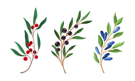Set of wild berries twigs. Red, black bird cherry and honeysuckle branches vector illustrationのイラスト素材