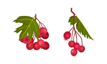 Hawthorn Berry Branch with Cluster of Red Round Small Pome Fruits Vector Setのイラスト素材