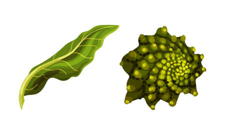 Romanesco Broccoli or Roman Cauliflower with Leaf as Raw Salad Ingredient Vector Setのイラスト素材