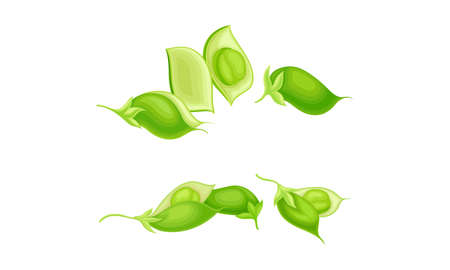 Green Pod of Chickpea as Annual Legume Plant with Green Proteinic Pea Inside Vector Setのイラスト素材