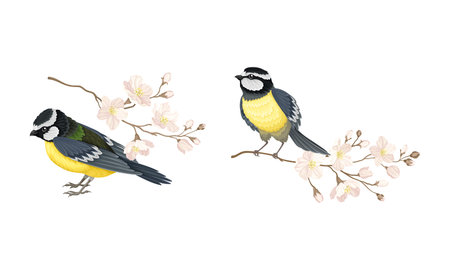 Titmouse with blooming tree branch set cartoon vector illustrationのイラスト素材