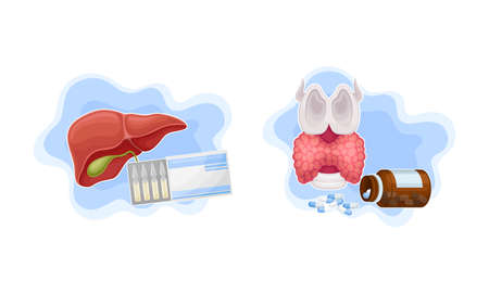 Human internal organs examination and set. Liver and thyroid treatment vector illustrationのイラスト素材