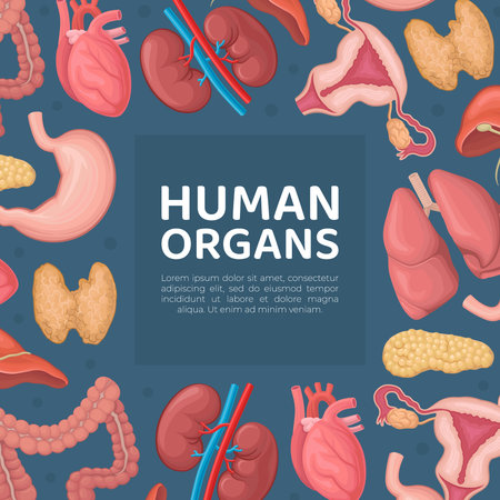 Human organs banner template. Anatomy medical poster, cover, card with space for textのイラスト素材