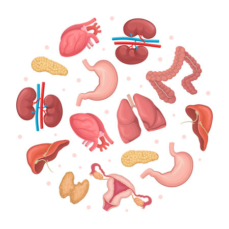 Human internal organs in circular shape. Anatomy, transplantology, bioengineering technologies medical poster, card, background designのイラスト素材