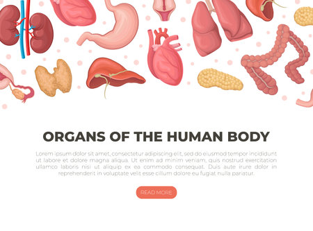 Organs of the human body landing page. Anatomy, transplantology medical web bannerのイラスト素材