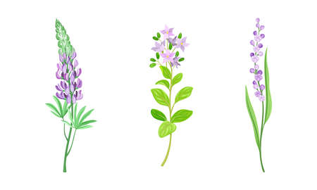 Violet Flower or Blossom on Leafy Stalk or Stem Vector Illustration Setのイラスト素材