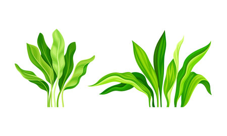 Tropical exotic plants set. Green lush leaves cartoon vector illustrationのイラスト素材