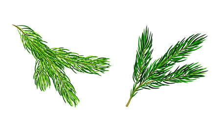 Fir tree branches set. Christmas decoration element cartoon vector illustrationのイラスト素材