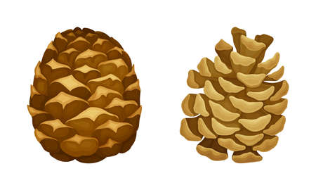 Open and closed fir cones. Coniferous tree pine cones cartoon vector illustrationのイラスト素材