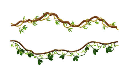Climbing branches with green leaves set. Tropical climbing plants vector illustrationのイラスト素材