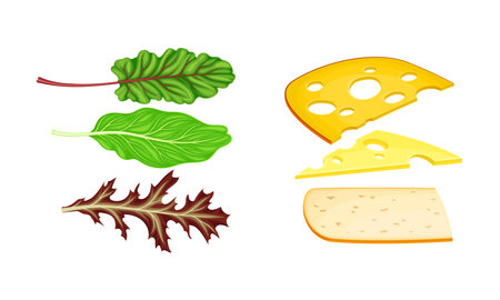 Ingredients for sandwich cooking. Leaves of fresh greens, cheese and bread slices vector...