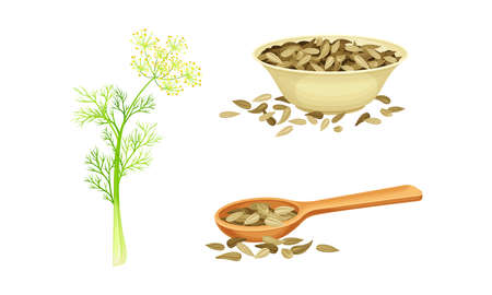Florence fennel or finocchio flowering herbal plant and dried seeds set vector illustrationのイラスト素材
