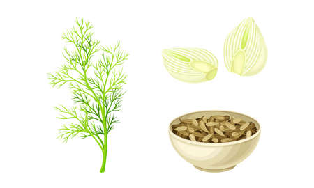 Florence fennel or finocchio flowering herbal plant, bulbs and seeds set vector illustrationのイラスト素材