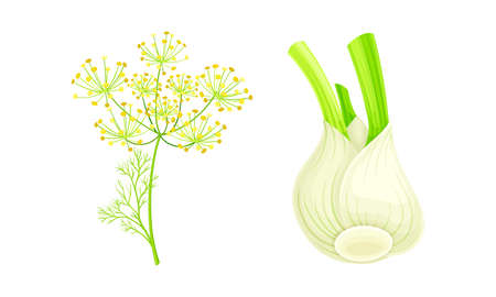Florence fennel or finocchio flowering herbal plant and bulbs set vector illustrationのイラスト素材