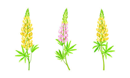 Yellow and pink lupine flower. Summer garden or meadow plant vector illustrationのイラスト素材