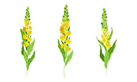Blooming mullein plants. Meadow plant with yellow florets vector illustrationのイラスト素材