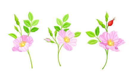 Twigs of rose hip plant with pink flowers and green leaves vector illustrationのイラスト素材