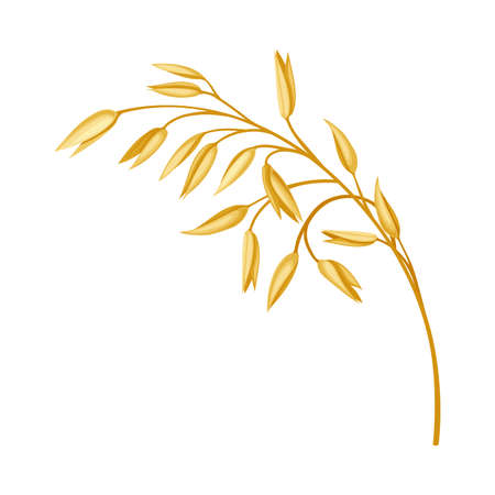 Oat Spikelet as Cereal Grain with Seeds for Oatmeal and Whole-grain Food Preparation Vector Illustrationのイラスト素材