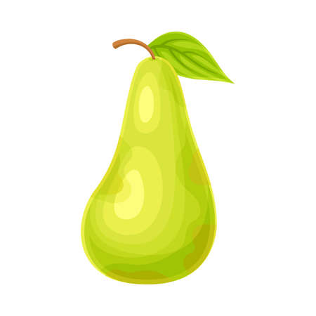 Whole Ripe Green Pear Pomaceous Fruit as Organic Garden Crop Vector Illustrationのイラスト素材