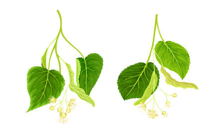 Linden tree branches with white buds and flowers set vector illustrationのイラスト素材