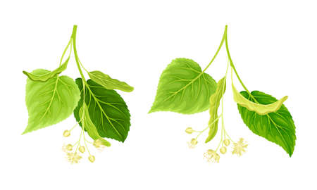 Twigs of linden tree with white flowers and green leaves set vector illustrationのイラスト素材