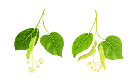 Sprigs of linden tree with honey flowers, buds and leaves set vector illustrationのイラスト素材