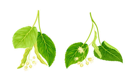 Linden sprigs with flowers, buds and leaves. Herbal tea, cosmetic, medicine design vector illustrationのイラスト素材