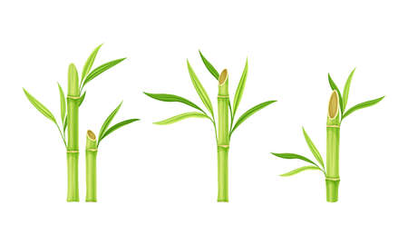 Green fresh bamboo stems with leaves vector illustrationのイラスト素材