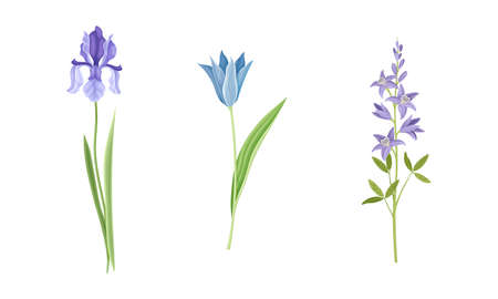 Collection of beautiful blue and purple wild flowers. Herbaceous flowering plants vector illustrationのイラスト素材