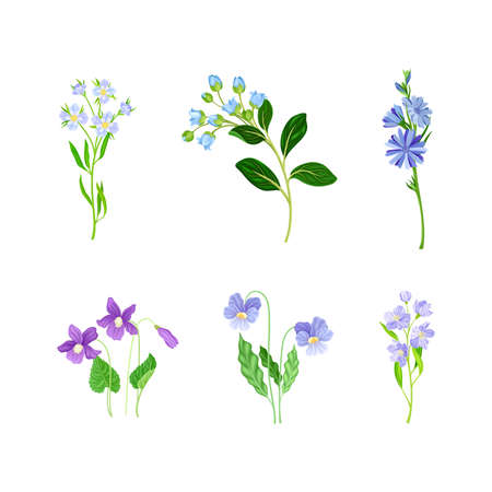 Field blooming flowers set. Herbaceous flowering plants vector illustrationのイラスト素材