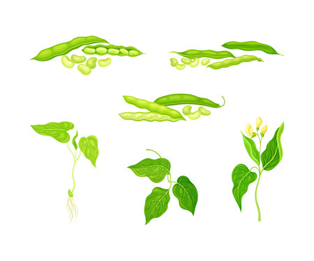 Legume plants set. Green ripe pods of soybean plant vector illustrationのイラスト素材