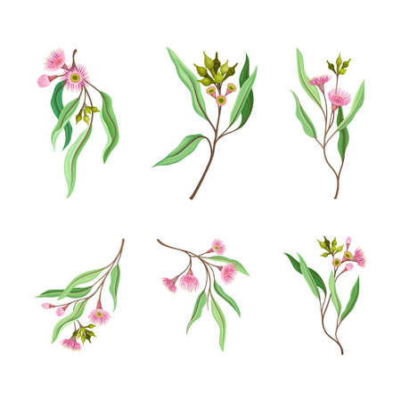 Set of Eucalyptus flowering tree branches vector illustrationのイラスト素材