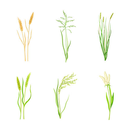 Set of cereal plants. Wheat, proso, millet, sorghum spikelets of organic crops vector illustrationのイラスト素材