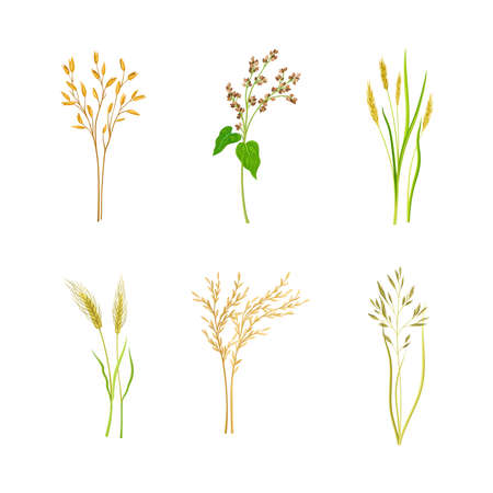 Set of cereal plants. Rye, oat, buckwheat spikelets of organic crops vector illustrationのイラスト素材