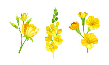 Set of beautiful yellow flowers. Blooming delicate wildflowers vector illustrationのイラスト素材