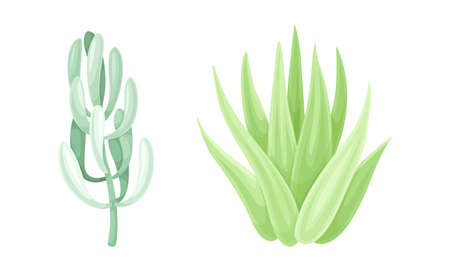 Evergreen succulent plants for garden or home interior design vector illustrationのイラスト素材