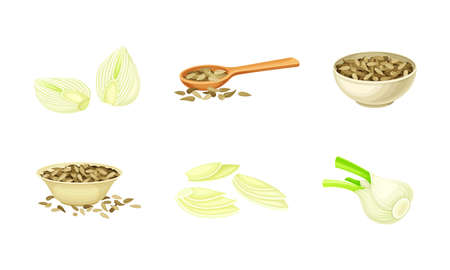 Fresh fennel plant set. Perennial spice herb root and dried seeds vector illustrationのイラスト素材