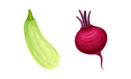 Beetroot and zucchini ripe fresh vegetables vector illustrationのイラスト素材