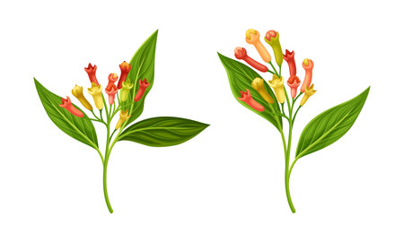 Clove Tree Branch with Ripe Aromatic Flower Bud Vector Setのイラスト素材