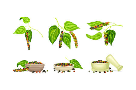 Black Pepper Plant as Natural Organic Herb Spice with Corn Hanging on Green Leafy Branch and Dry Seeds Vector Setのイラスト素材