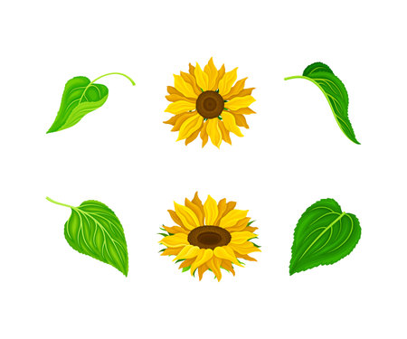 Sunflower or Helianthus as Annual Flowering Plant with Round Flower Head Vector Setのイラスト素材