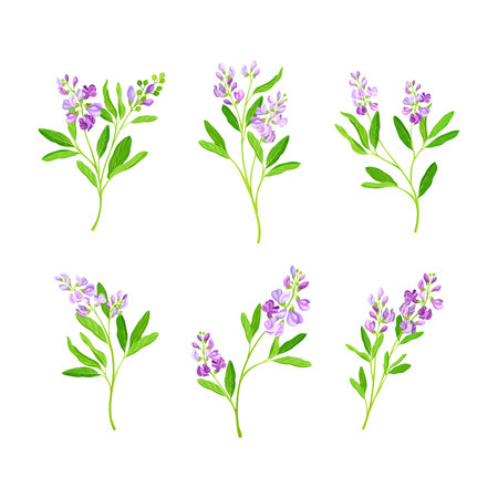 Alfalfa or Lucerne Healing Flower with Elongated Leaves and Clusters of Small Purple Flowers Vector Setのイラスト素材