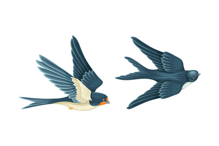 Swallow or Martin Passerine Bird with Long Tail and Pointed Wings Vector Setのイラスト素材