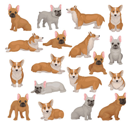 Welsh corgi and English bulldog set. Cute pet animals in different poses cartoon vectorのイラスト素材