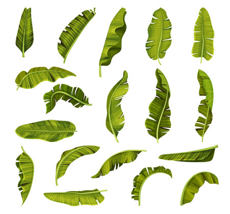 Tropical Green Banana Leaves with Stem Big Vector Setのイラスト素材