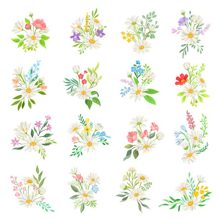 Daisy Flowers and Meadow Flora Compositions Big Vector Setのイラスト素材