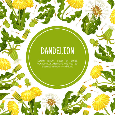 Dandelion Banner Design with Flowering Plant with Yellow Flower Head Vector Templateのイラスト素材